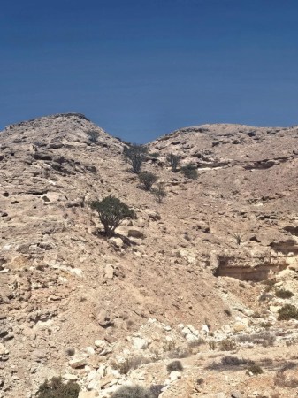 wild omani frankincense - jabal raqbit (3)8